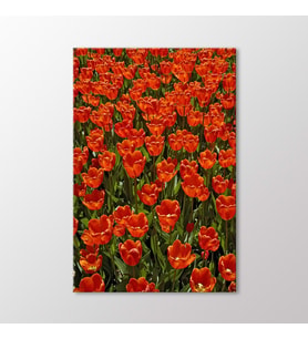Arty Tablo Kırmızı Laleler Tablo (Karışık)