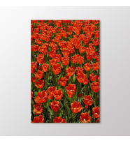 Arty Tablo Kırmızı Laleler Tablo (Karışık)