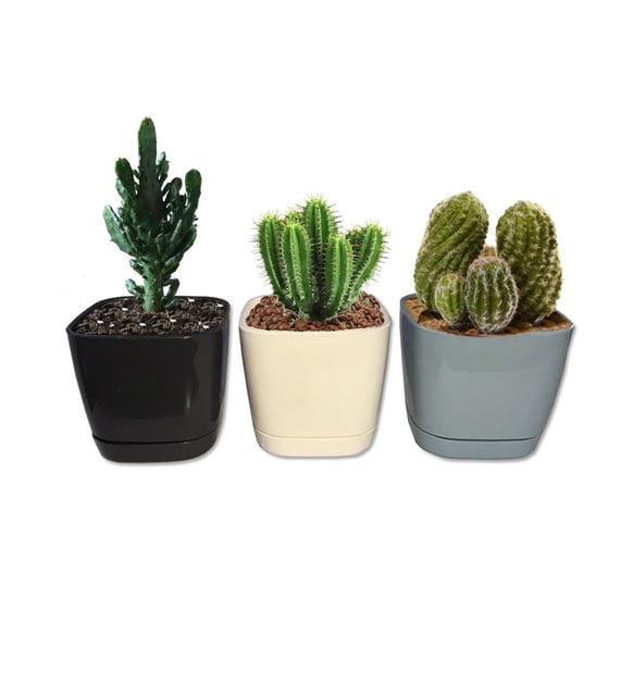 Kakts Kare Saks 0.25L, Mini Saks, Kakts Saks KRS-400