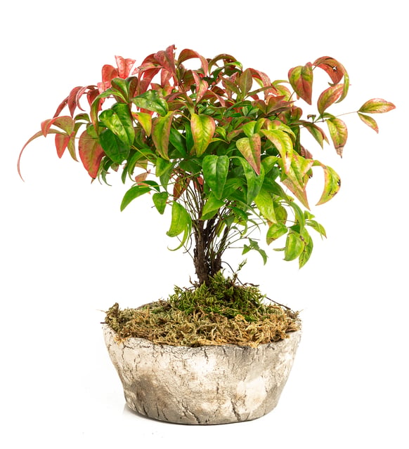 Ta Serisi Nandina Bonsai