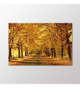 Arty Tablo Sonbahar Ağaçları Tablo (Karışık)