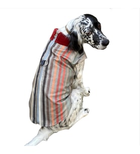 Stripe Bordo Köpek Ceketi, Orta ve Büyük ırklar için (Karışık)