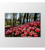 Arty Tablo Kırmızı Laleler Tablo (Karışık)