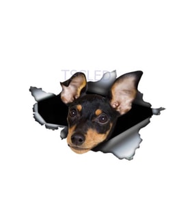 Pinscher yırtık Metal araba Sticker su geçirmez Pet çıkartması