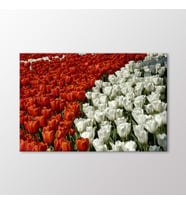 Arty Tablo Laleler Tablo (Karışık)