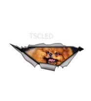 Pomeranian Cinsi Sevimli Köpek Yapıştırması Sticker