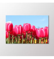 Arty Tablo Laleler Tablo (Karışık)