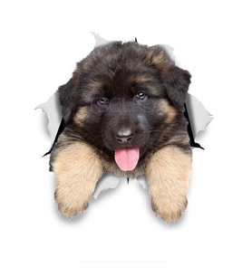 Alman çoban yavrusu Araba Leptop Yapıştırma Sticker