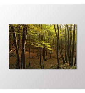 Arty Tablo Ağaçlar Tablo (Karışık)