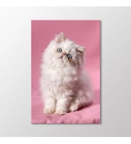 Arty Tablo Yavru Kedi Tablo (Karışık)