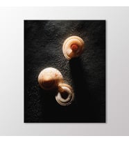 Arty Tablo Deniz Kabukları Tablo (Karışık)