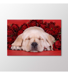 Arty Tablo Yavru Köpek Tablo (Karışık)