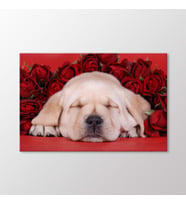 Arty Tablo Yavru Köpek Tablo (Karışık)