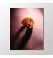 Arty Tablo Deniz Kabuklusu Tablo (Karışık)