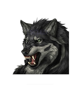 Kızgın kurt araba Sticker Yapıştırması