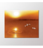 Arty Tablo Gün Batımında Kuğular Tablo (Karışık)