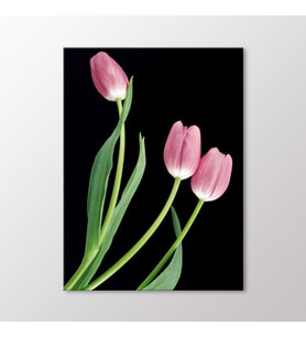 Arty Tablo Pembe Laleler Tablo (Karışık)