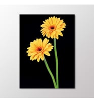 Arty Tablo Sarı Krizantemler Tablo (Karışık)