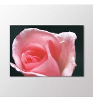 Arty Tablo Pembe Gonca Gül Tablo (Karışık)
