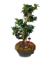 Işıklı 20 Yıllık Ficus Ginseng Bonsai Ağacı