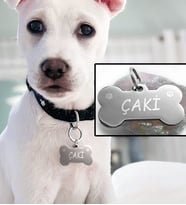Büyük Boy Köpek İsimliği