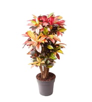Codiaeum Mrs Iceton  Kraton Bitkisi
