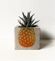 Ananas Baskılı Beton Saksıda Sukulent