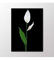 Arty Tablo Barış Çiçeği Tablo (Karışık)