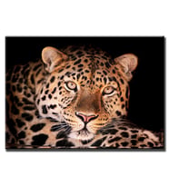 Leopar Bakısı Özel Fotoğraf Baskılı Kanvas Tablo  HEDİYE TABLO