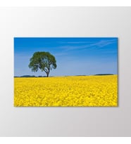 Arty Tablo Çiçek Tarlası Tablo (Karışık)