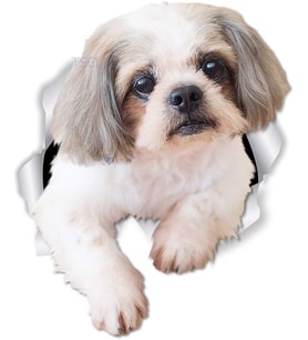 Güzel Shih Tzu köpek araba Sticker