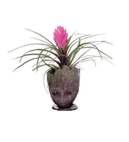 Tillandsia(Airplant) Hava Bitkisi ve Groot