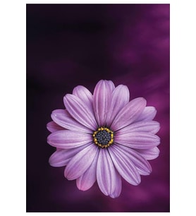 Bulaşik Makinesi Sticker-181
