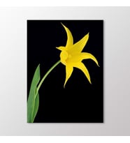 Arty Tablo Sarı Lilyum Tablo (Karışık)