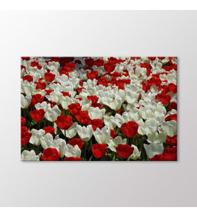 Arty Tablo Laleler Tablo (Karışık)