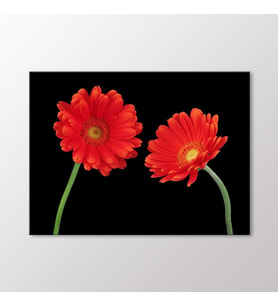 Arty Tablo Kırmızı Krizantemler Tablo (Karışık)