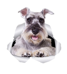 Komik Schnauzer köpek su geçirmez Sticker Yapıştırma