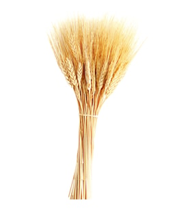 Kuru Çiçek Doğal Başak Buğday Başağı 45 Cm - 1 Demet Natural