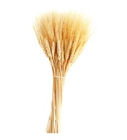 Kuru Çiçek Doğal Başak Buğday Başağı  45 Cm - 1 Demet  Natural