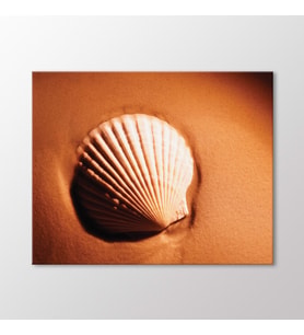 Arty Tablo İstiridye Kabuğu Tablo (Karışık)