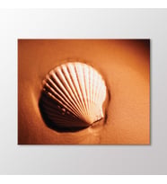 Arty Tablo İstiridye Kabuğu Tablo (Karışık)