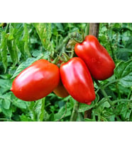 Mutlu Sebzeler Salçalık Ankon Domates (10Kg)