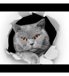 Kedi Model 2 Araba Oto Sticker Yapıştırma Renkli