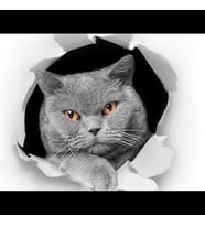 Kedi Model 2 Araba Oto Sticker Yapıştırma Renkli