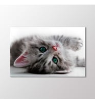 Arty Tablo Yavru Kedi Tablo (Karışık)