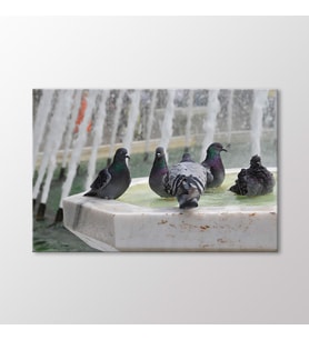 Arty Tablo Güvercinler Tablo (Karışık)