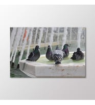 Arty Tablo Güvercinler Tablo (Karışık)
