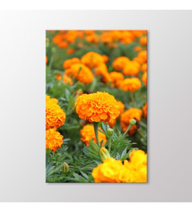Arty Tablo Çiçekler Tablo (Karışık)