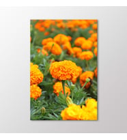 Arty Tablo Çiçekler Tablo (Karışık)