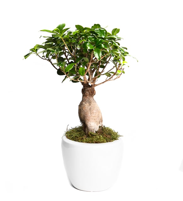 how to plant bonsai tree seeds Grow Your Own Bonsai Tree Kit – 5 Varieties from Seed – Pronto Seed main image 0